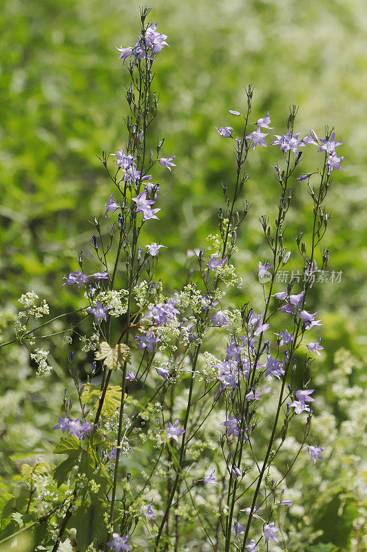 风铃花(Campanula rapunculus)